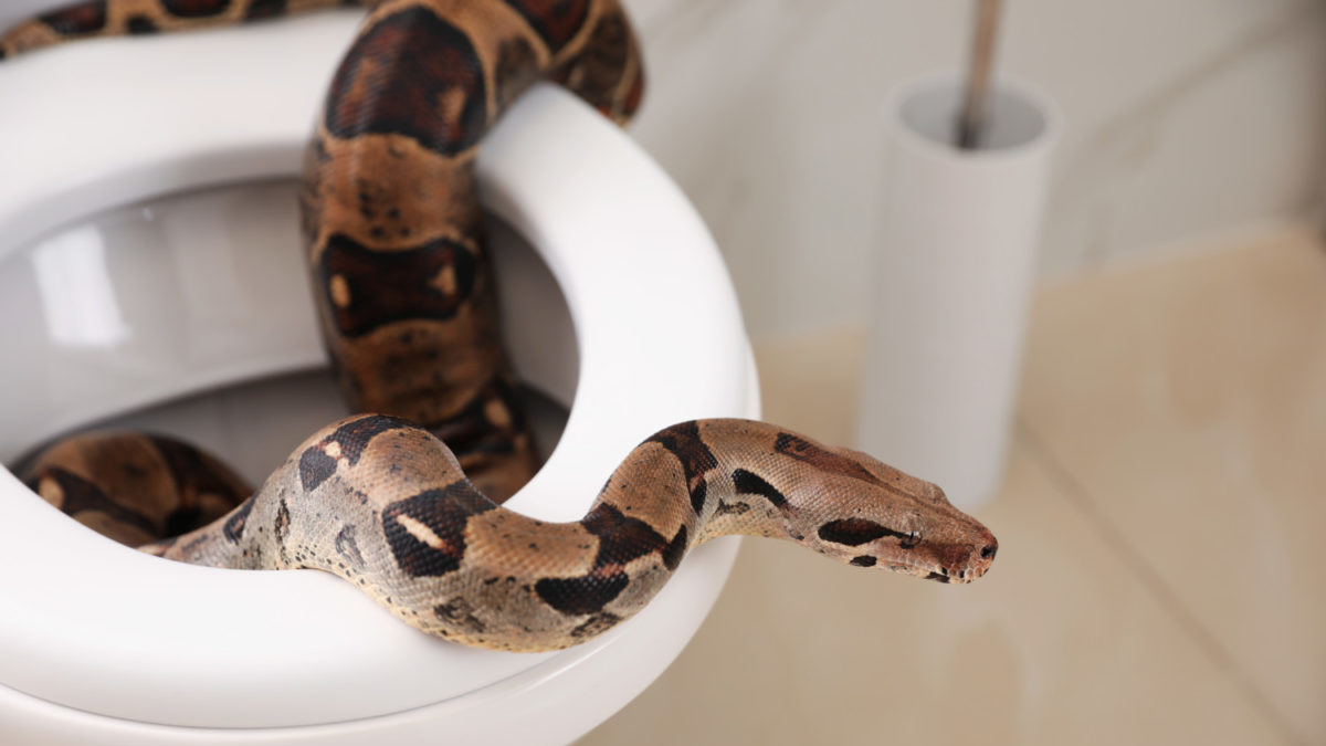 Brown boa constrictor on toilet bowl in bathroom.