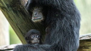 Parent and child siamang ape