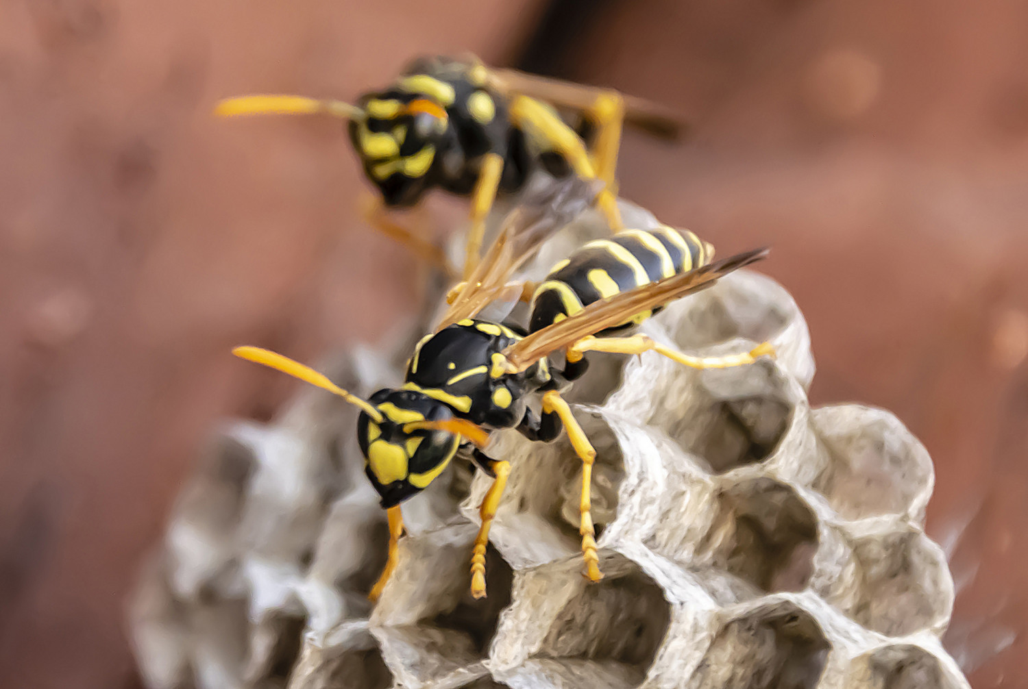 wasp sitting on wasp nest