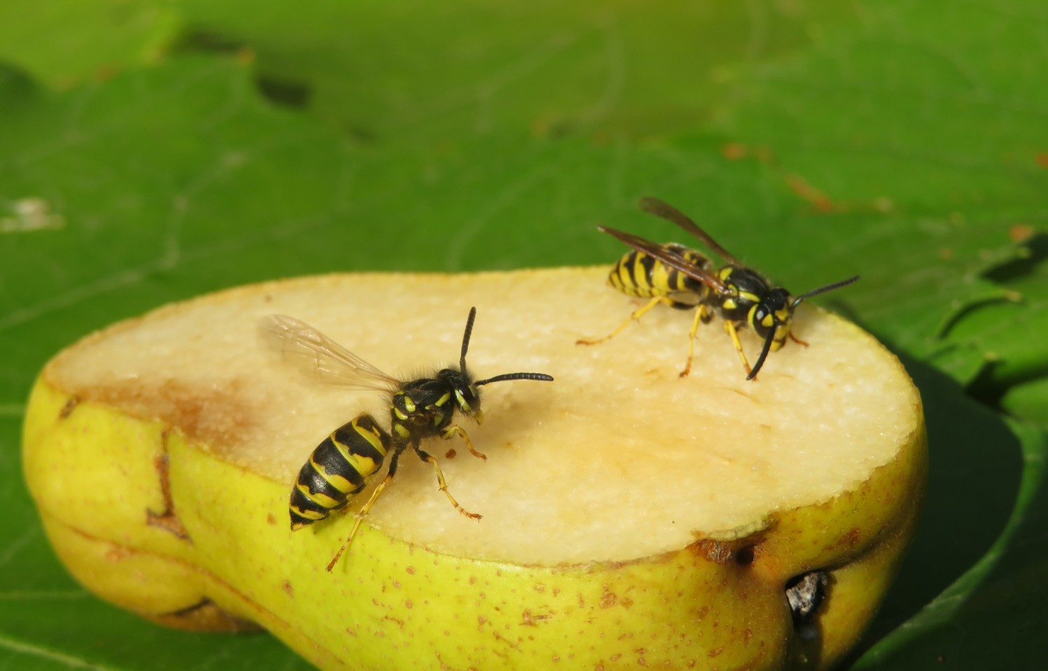 European wasps eating pear in the garden