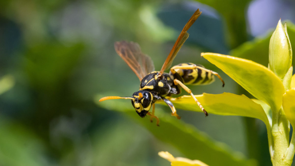 A black and yellow wasp lands on a yellow flower.