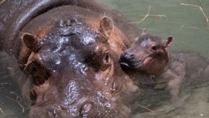 Hippo Bibi and her baby boy
