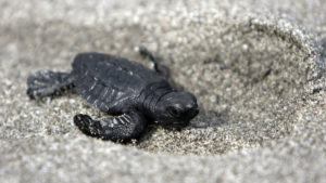 A baby turtle crawls along a beach in El Salvador.