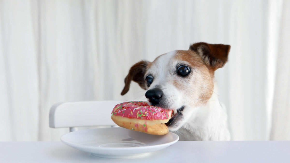 A Jack Russell terrier dog steals a pink doughnut from a plate.