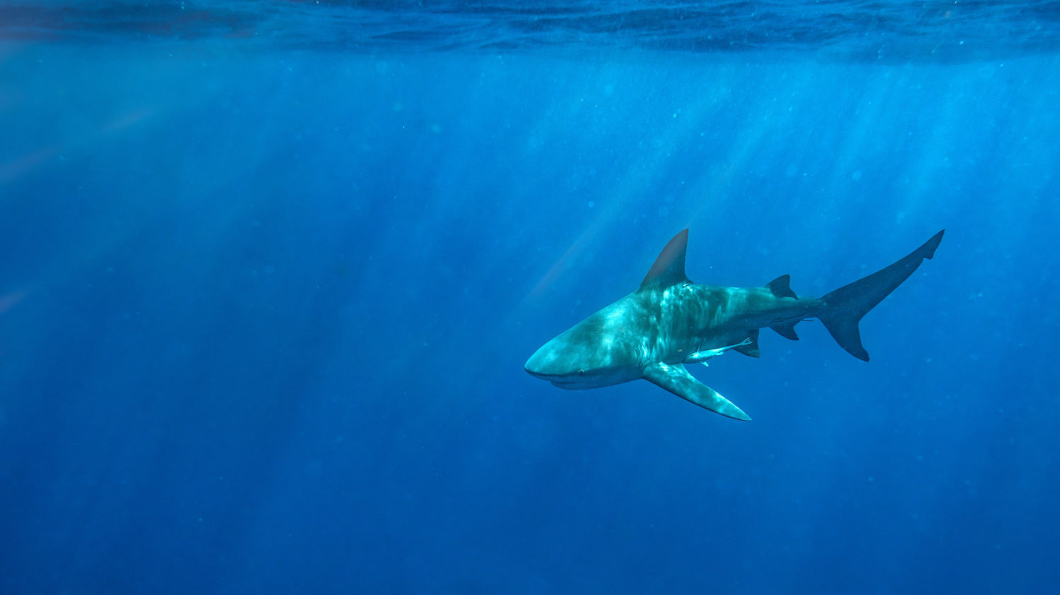 Bull Shark swims in Florida