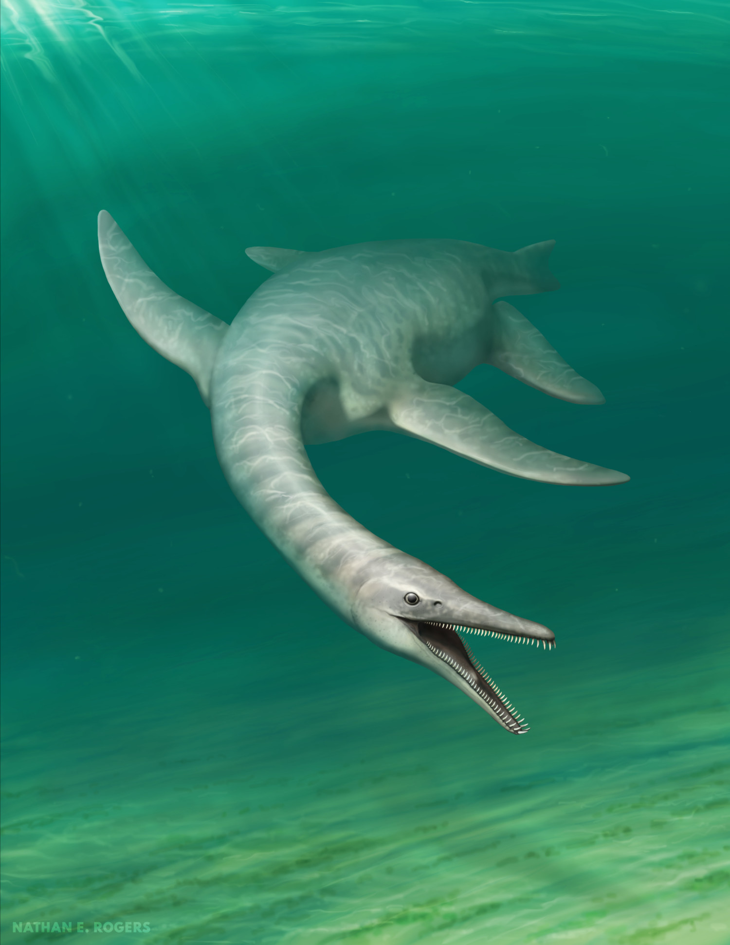 Illustration of new species Serpentisuchops pfisterae