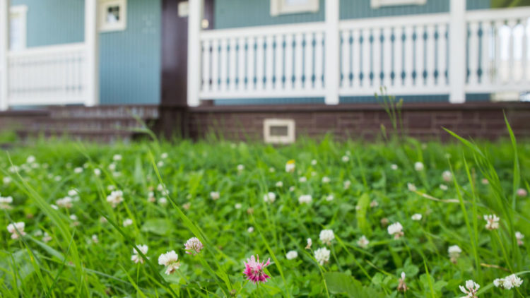 Clover blooms on a lawn. Clover lawns are a popular trend right now for those who don't enjoy lawn maintenance.