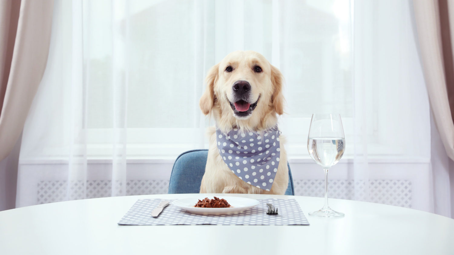 Dog fine dining at table