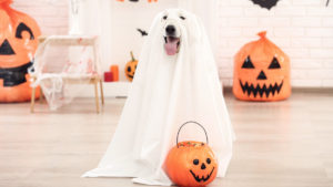 A Swiss shepherd dog is dressed as a ghost for Halloween.