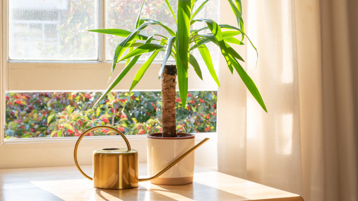 A yucca plant sits in a pot inside a sunny room.