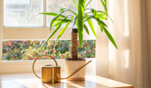 A yucca plant sits in a pot inside a sunny room.