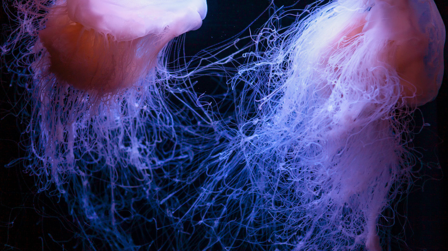Drymonema "pink meanie" jellyfish