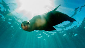 Sea lion swims underwater