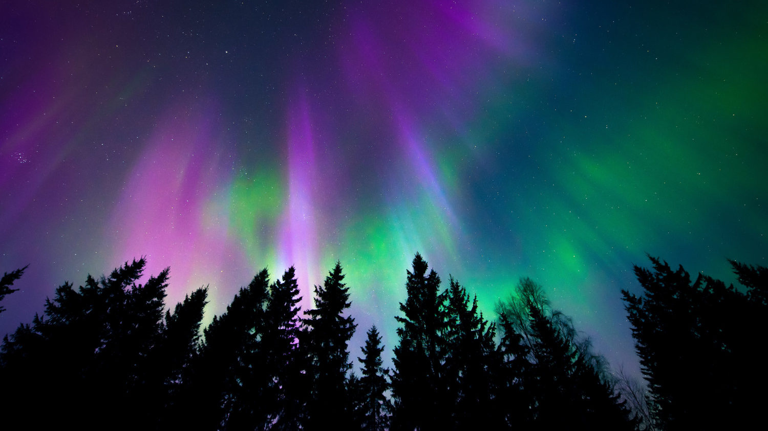 Northern lights seen above trees