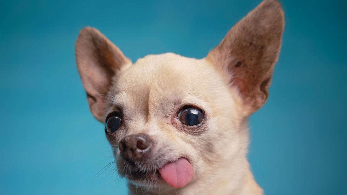 A cute chihuahua with his tongue hanging out.
