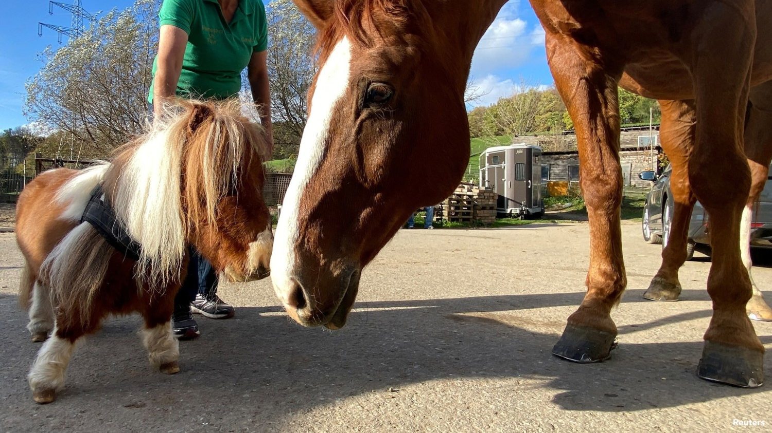 Pumuckel, the world's smallest horse, at left