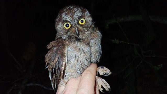 Príncipe scops owl, a new species of owl