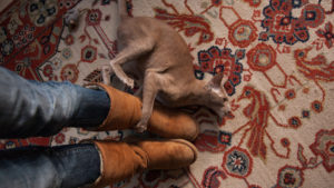 A cat plays with a woman's Ugg boots.