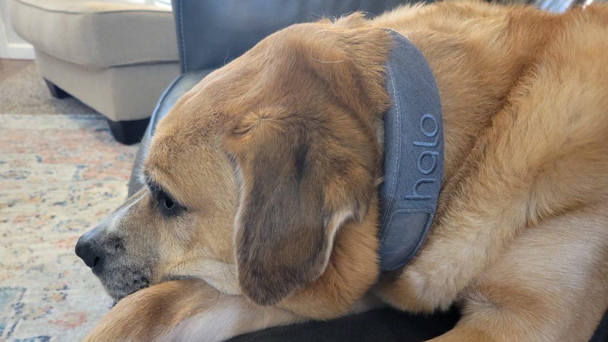 The writer's dog, Cash, wears the Halo 2+ smart collar.