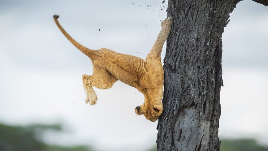 Lion photo from Comedy Wildlife Photography Awards
