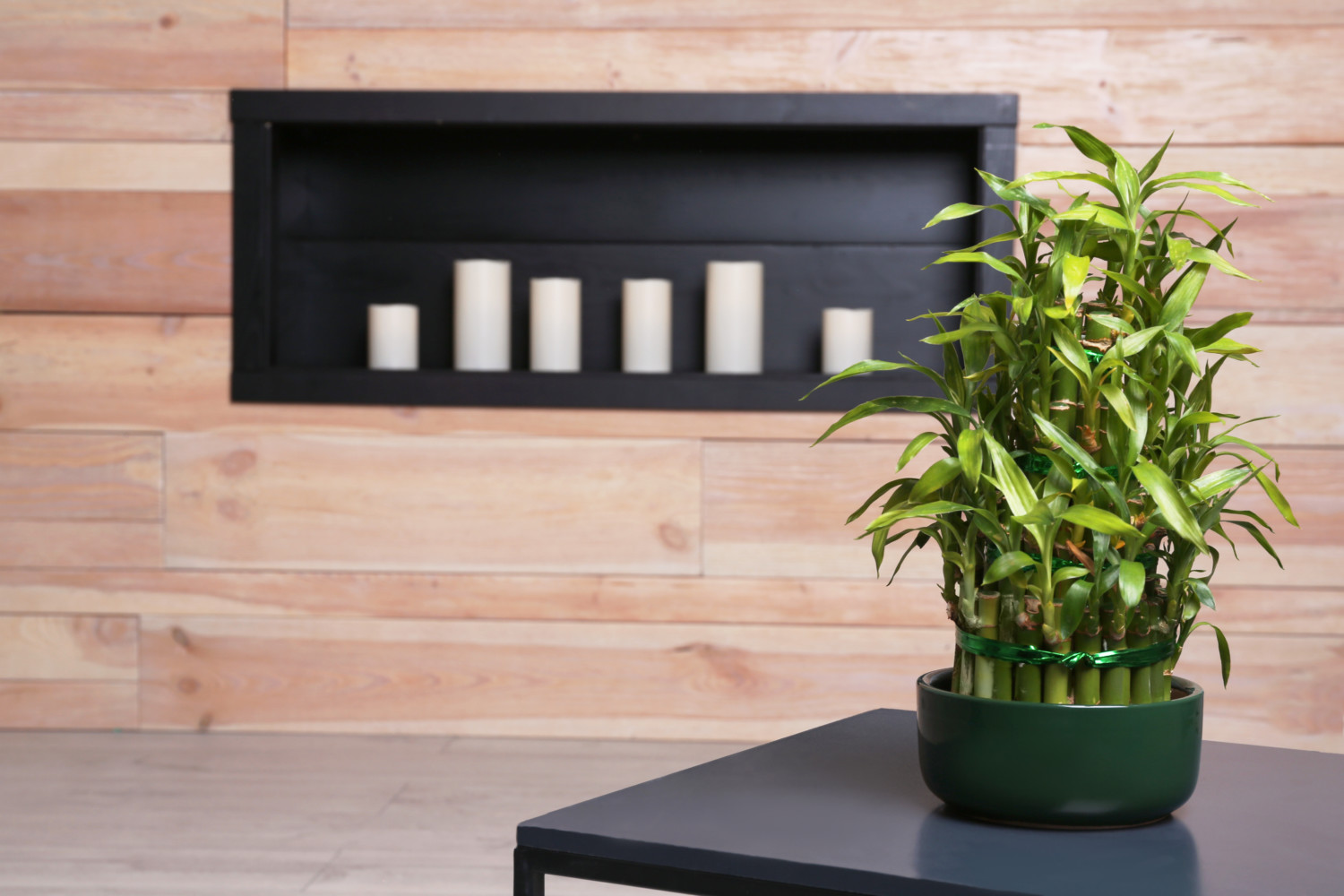 Pot with green bamboo on table in room