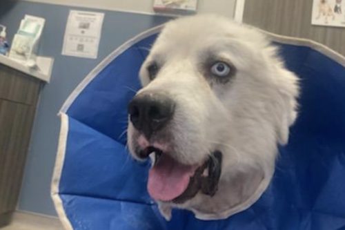 Casper The Sheepdog Recovering After Fighting Off 8 Coyotes Attacking His Flock