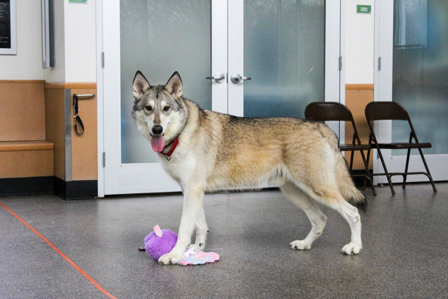 Zeus, a wolf-dog hybrid, at animal shelter