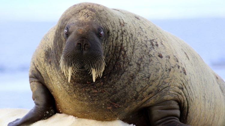 Walrus on ice floe