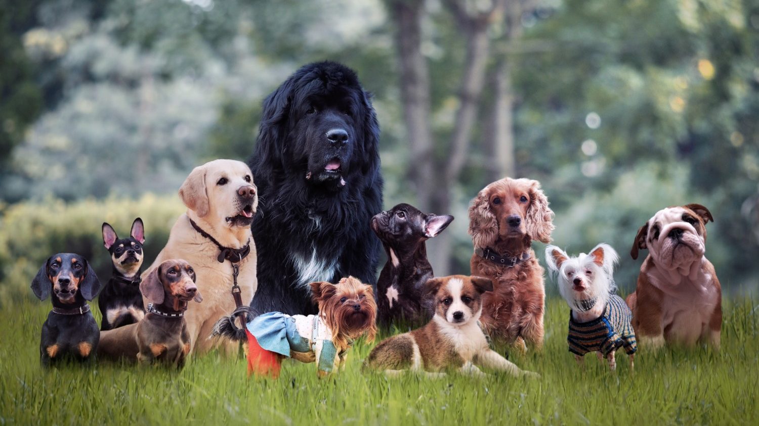 Many breeds of dogs gathered for portrait