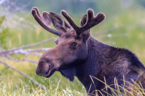 Watch this moose drop its antlers in front of a camera
