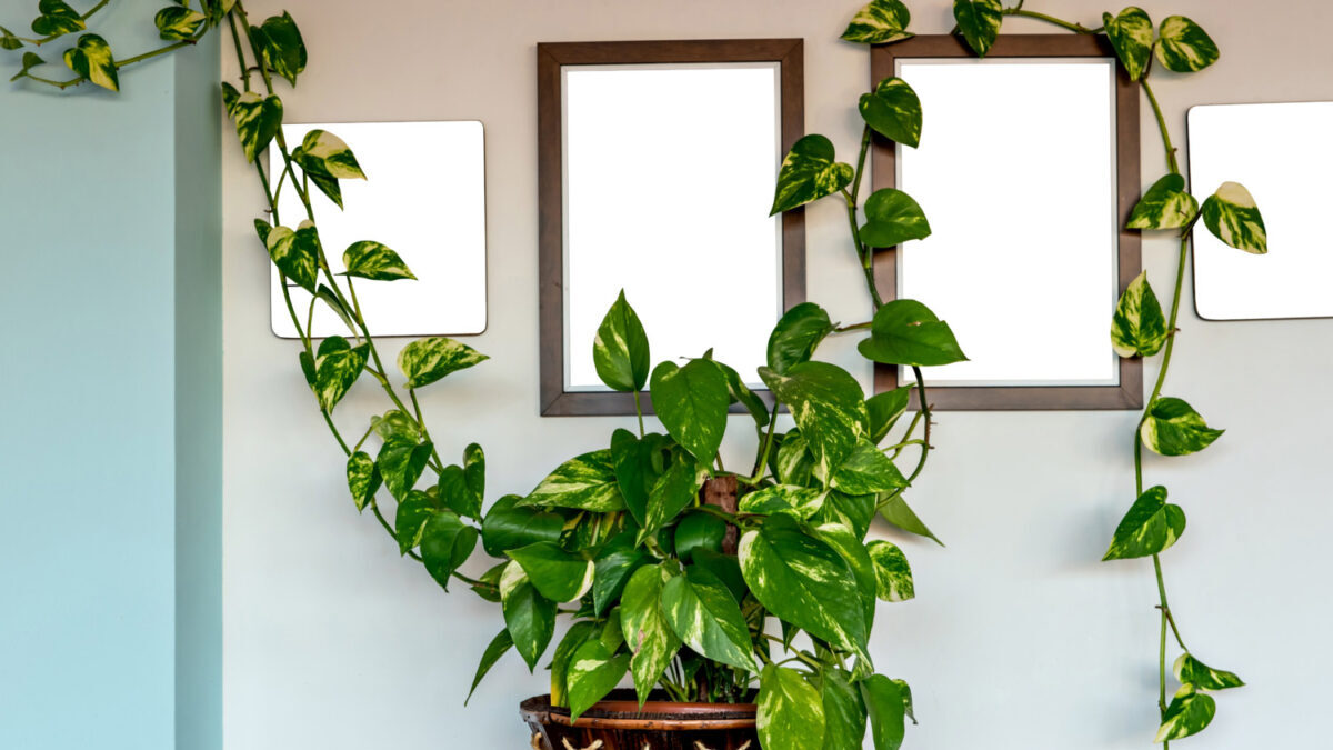 Plant wall clips let you easily manage where climbing plants are going