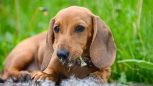 Dachshund puppy in grass