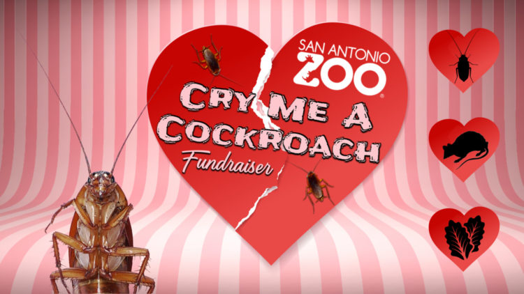Name a cockroach after an ex at the San Antonio Zoo.