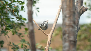 Black-and-white warbler in National Zoo bird house