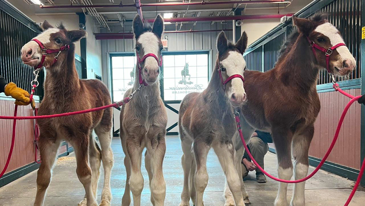 Four new baby Budweiser Cyldesdales