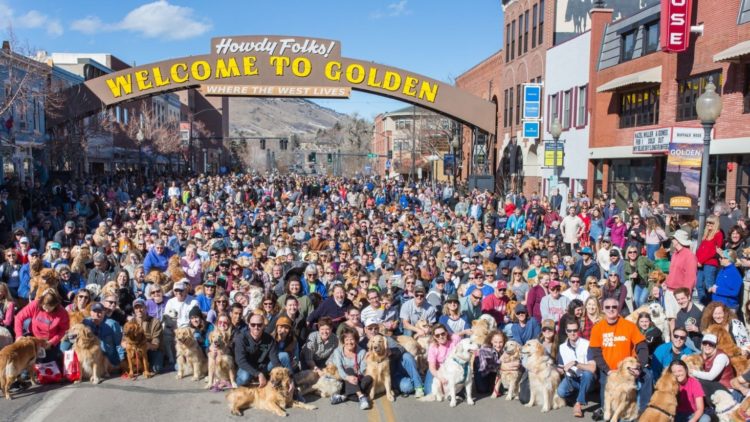 Golden retrievers gather in Golden, Colorado