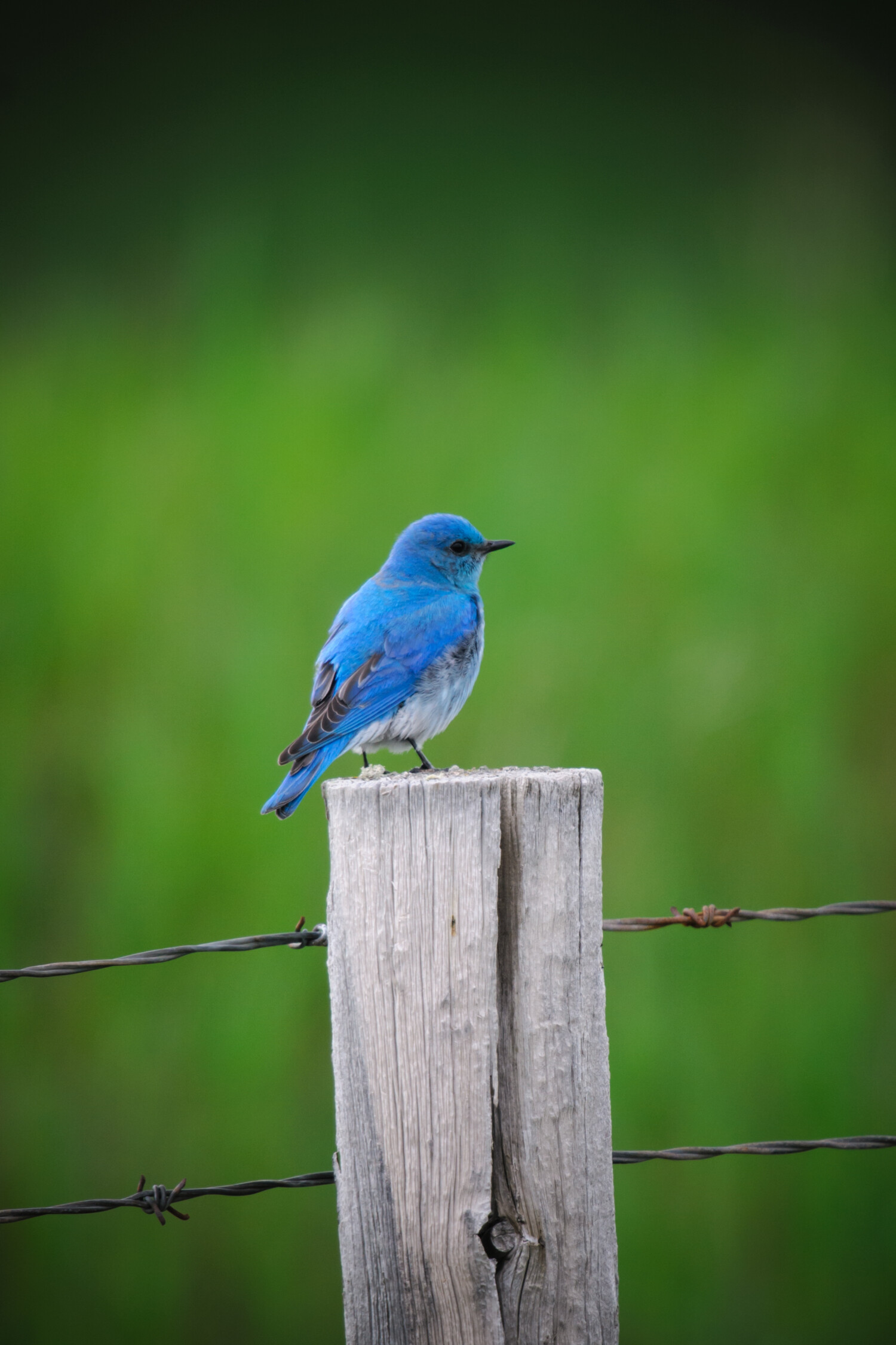 Mountain bluebird sits on fence post