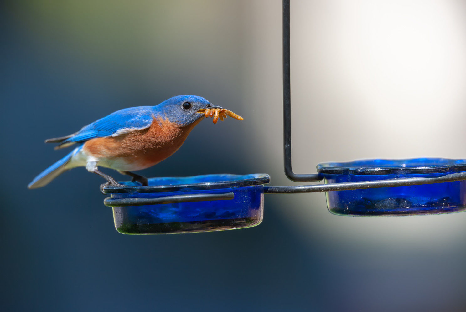 Eastern bluebird at feeder in yard