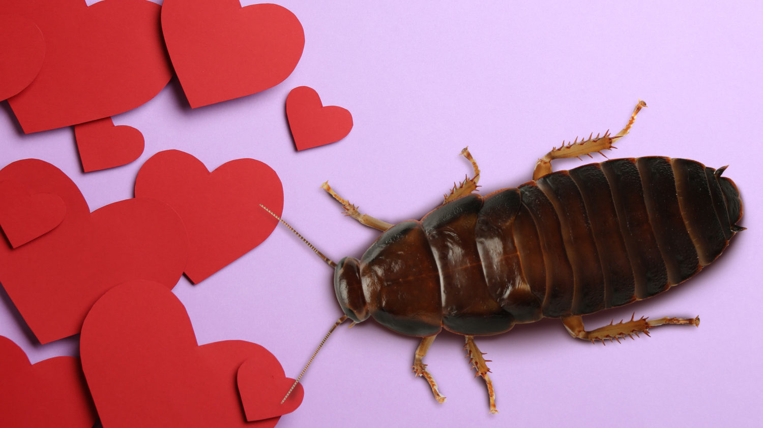 Valentine hearts with cockroach