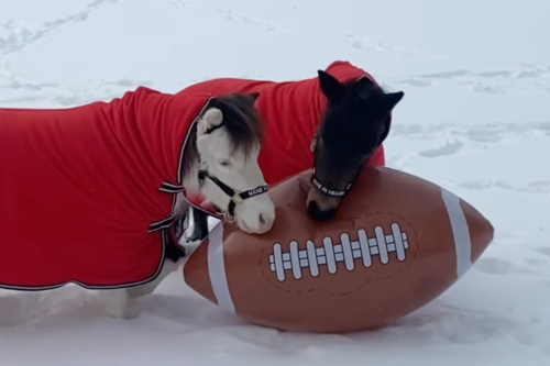 Adorable ‘Pony Bowl’ features miniature horses playing football