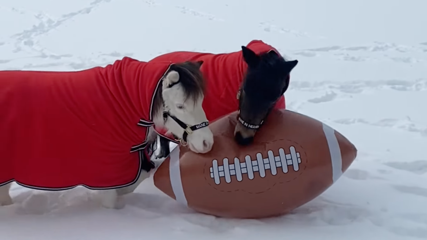 Miniature horses play "Pony Bowl" with football
