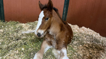 Clydesdale foal