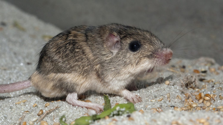 Pacific pocket mouse