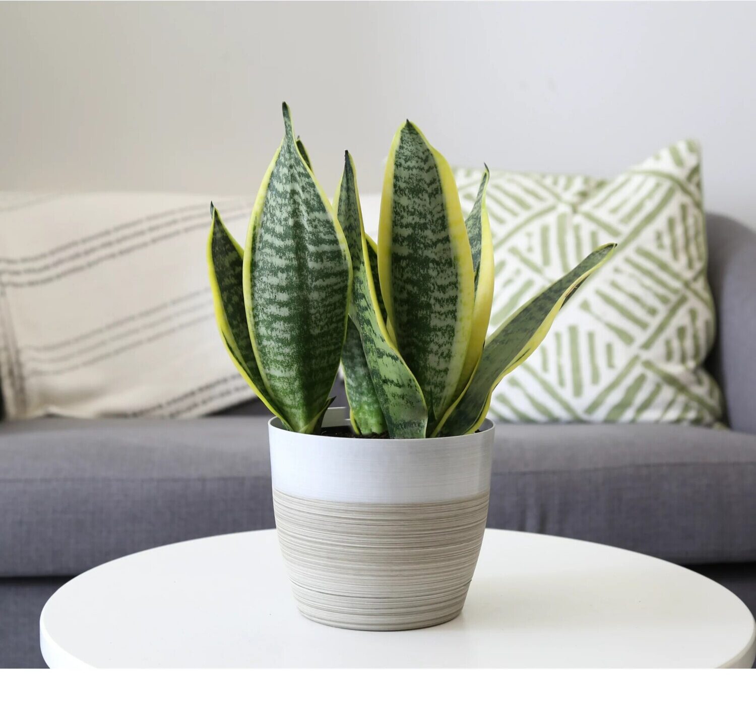 snake plant on table