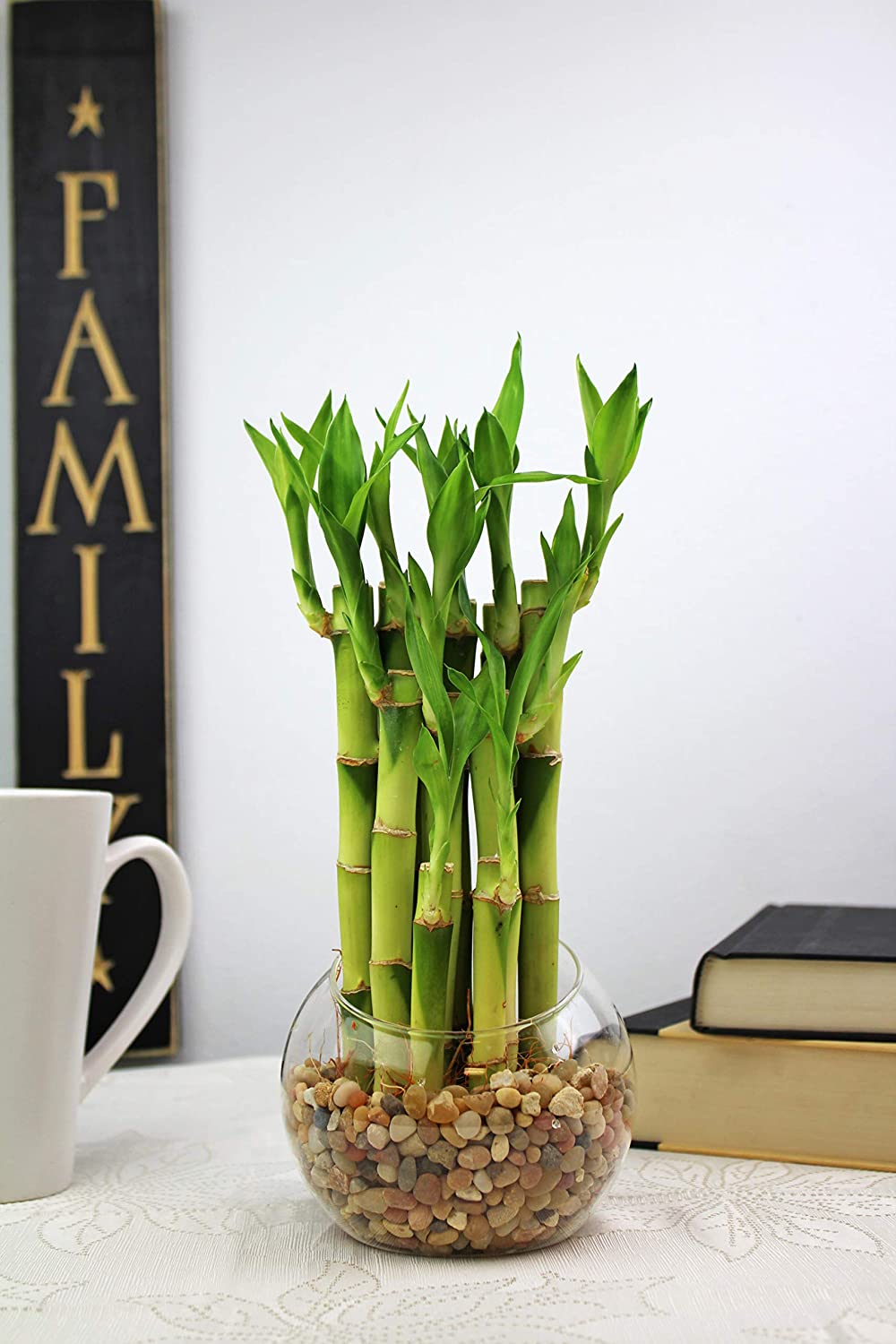 Lucky Bamboo from Amazon