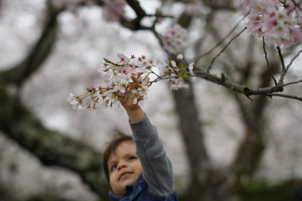 Stellan Hendrick, almost 2, gets a boost from his mom Evelyn Hendrick to touch cheery blossoms that cover the trees in the Kenwood neighborhood of Bethesda, Md., Thursday, March 26, 2020. 