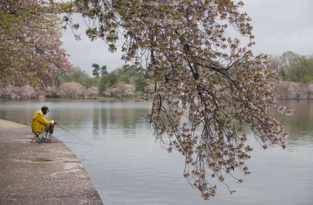 Harry Washington, of Washington D.C., fishes for crappies from the Tidal Basin as Yoshino cherry trees bloom, Friday, April 12, 2013, in Washington.