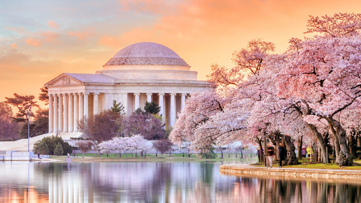 Cherry trees bloom next to Jefferson Memorial in DC