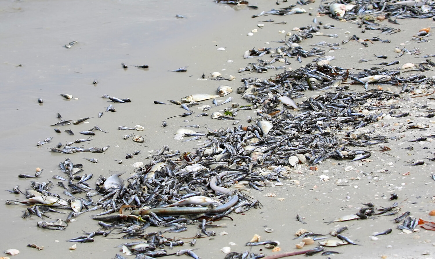 Toxic algae also known as red tide causes dead fish