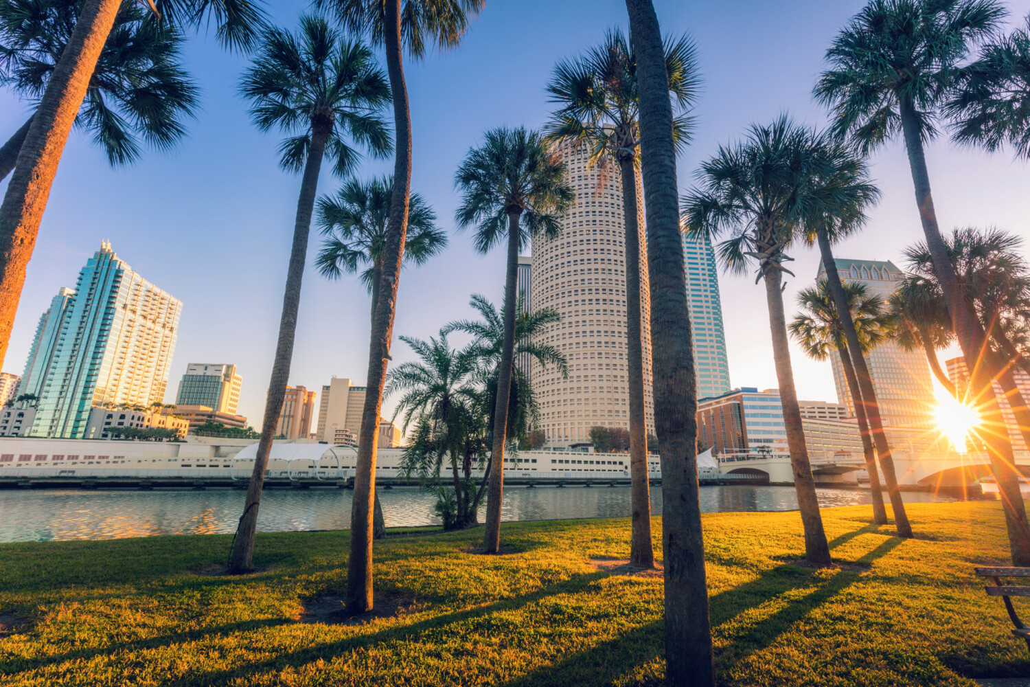 palm trees in downtown Tampa